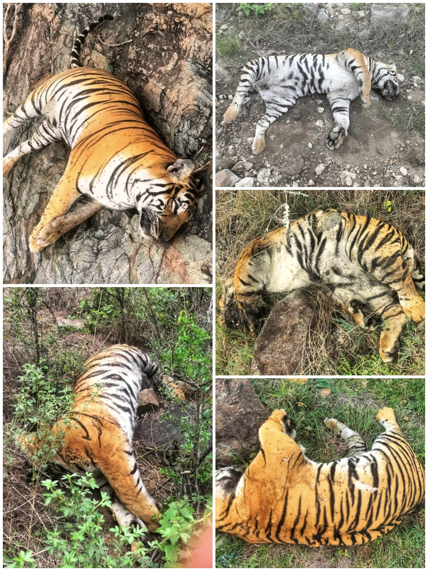 ಹುಲಿಗಳ ಸಾವು ಪ್ರಕರಣ : ಕರ್ತವ್ಯ ಲೋಪ ಮತ್ತು ನಿರ್ಲಕ್ಷ್ಯ ತೋರಿದ ಡಿಸಿಎಫ್ ಚಕ್ರಪಾಣಿ ಸೇರಿ 3 ಅಧಿಕಾರಿಗಳ ಅಮಾನತಿಗೆ ಶಿಫಾರಸು..!