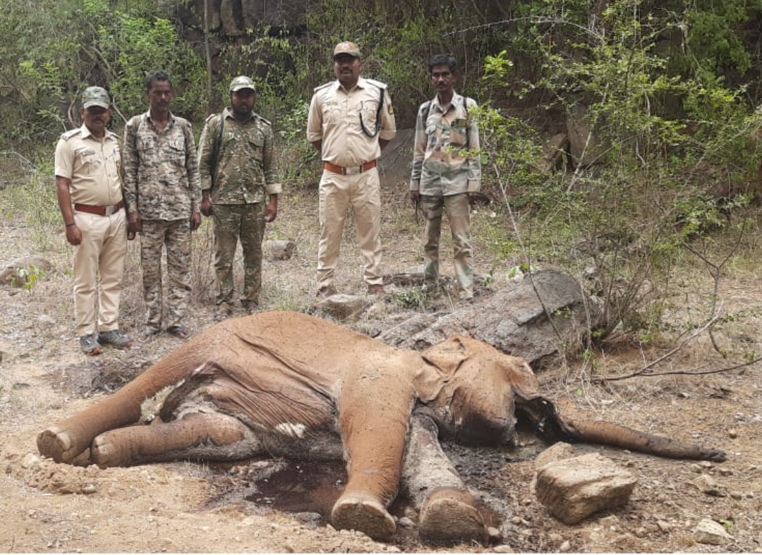 ಆನೆ ಕಳೇಬರ ಪತ್ತೆ : ಸಹಜ ಸಾವೆಂದು ದೃಢ…!