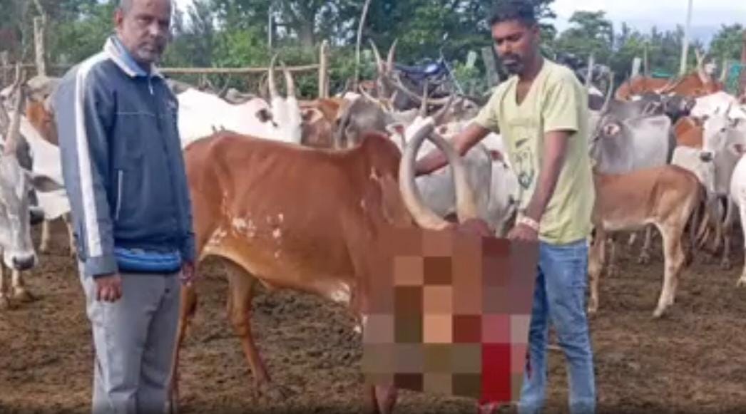 ಸಿಡಿಮದ್ದು ಸಿಡಿದು ಹಸುವಿನ ಮುಖ ಛಿದ್ರ