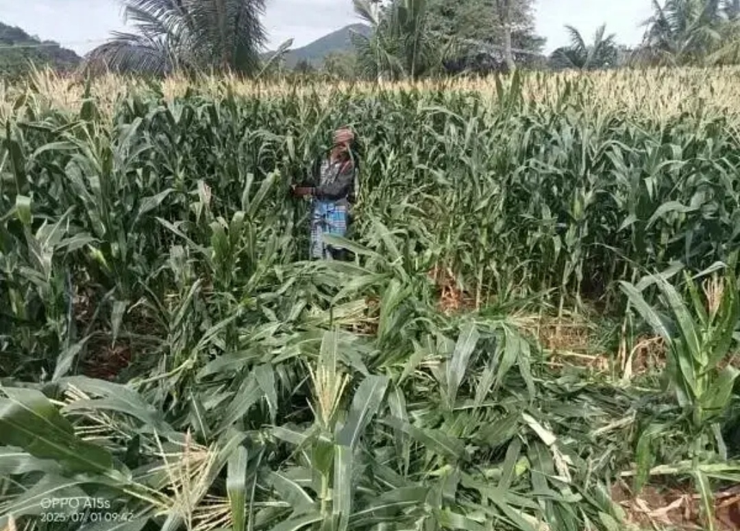 ಕಾಡಾನೆ ದಾಳಿಗೆ ಫಸಲು ನಾಶ…!