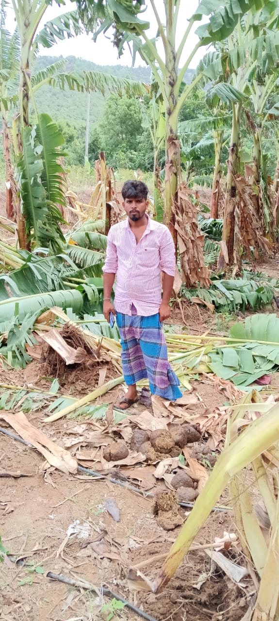 ರೈತರನ ಜಮೀನಿಗೆ ಕಾಡಾನೆ ಲಗ್ಗೆ ಫಸಲು ನಾಶ…!