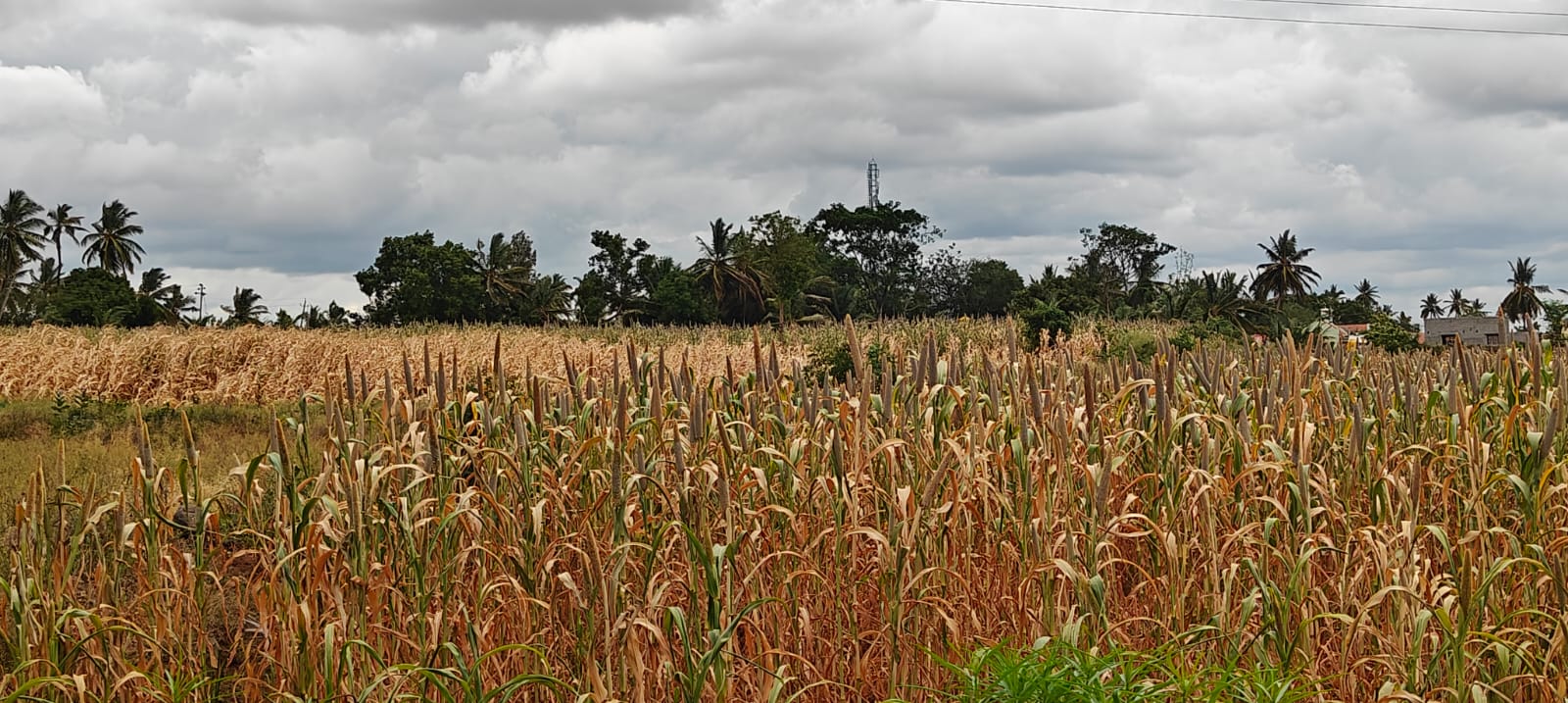 ಮಳೆ ಇಲ್ಲದೆ ಒಣಗುತ್ತಿದೆ ಸಜ್ಜೆ ಮುಸುಕಿನ ಜೋಳ ಒಂದೆಡೆ ನೆರೆ ಇನ್ನೊಂದೆಡೆ ಬರೆ ಕಂಗಾಲದ ರೈತ….!