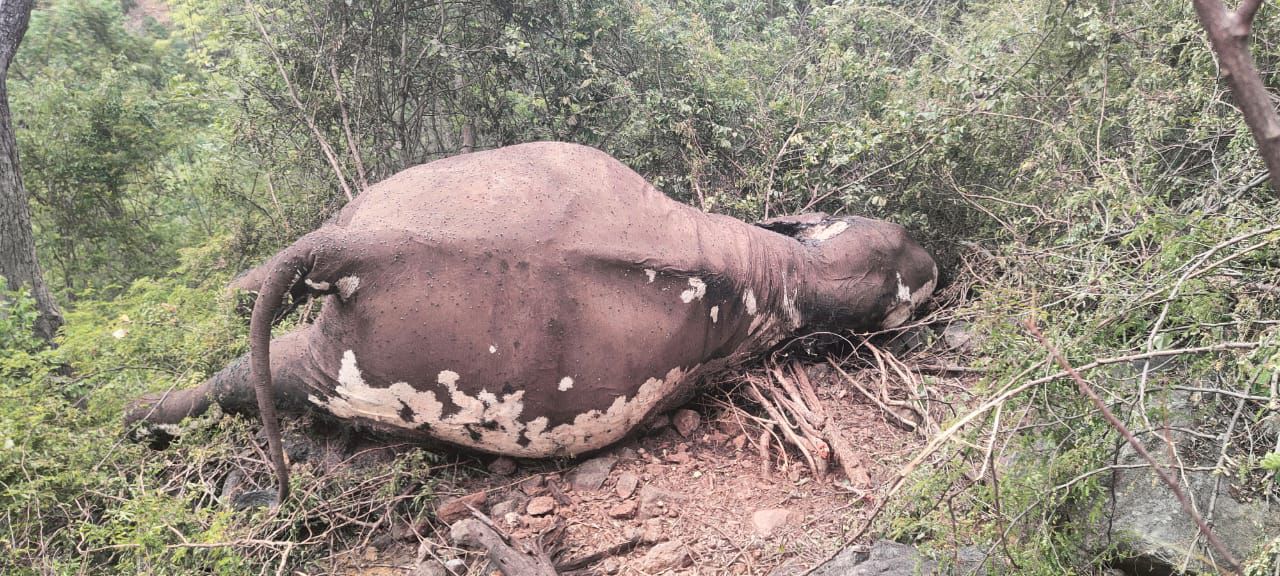 ಮಲೆ ಮಾದೇಶ್ವರ ವನ್ಯ ಧಾಮದ ಪಾಲಾರ್ ಬಳಿ ಹೆಣ್ಣಾಣೆ ಸಾವು..!