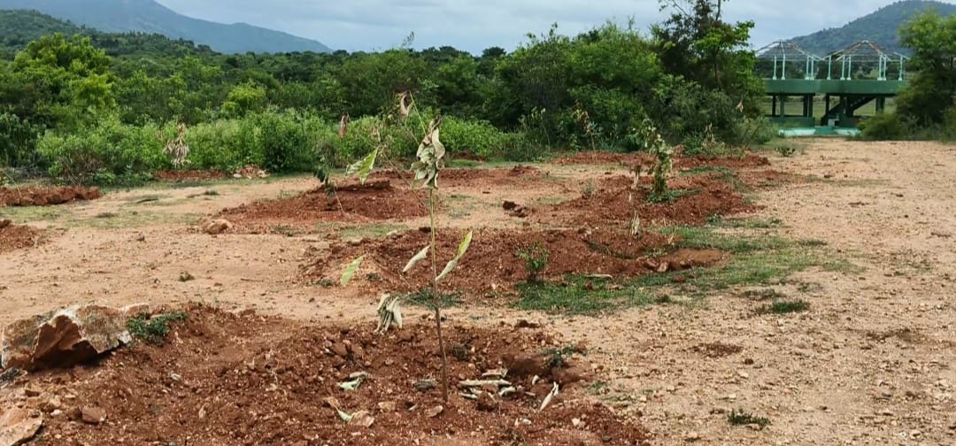 ನೀರು ನಿರ್ವಹಣೆ ಇಲ್ಲದೆ ಒಣಗುತ್ತಿರುವ ಗಿಡಗಳು : ಅರಣ್ಯ ಅಧಿಕಾರಿಗಳ ನಿರ್ಲಕ್ಷ ಹಾಗೂ ಬೇಜವಾಬ್ದಾರಿತನ : ಲಕ್ಷಾಂತರ ರು ವ್ಯರ್ಥ