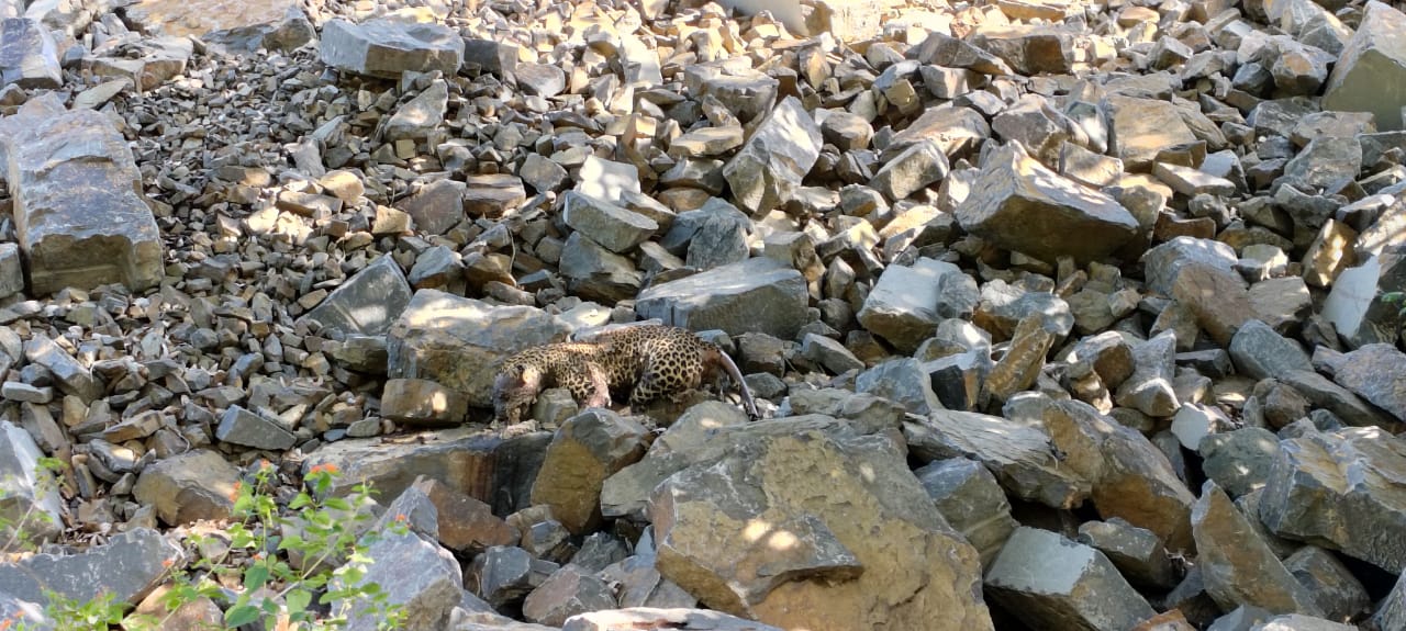 ಜಿಲ್ಲೆಯಲ್ಲಿ ಮತ್ತೊಂದು ದುರಂತ : ಕೊತ್ತಲವಾಡಿ ಬಳಿ ಚಿರತೆಯ ಶವ ಪತ್ತೆ…!