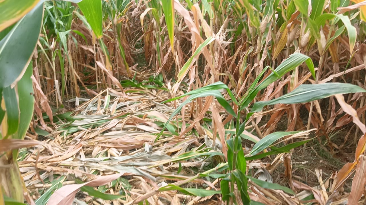 ಕಾಡು ಪ್ರಾಣಿಗಳ ಹಾವಳಿ : ಜೋಳದ ಫಸಲು ನಾಶ….!