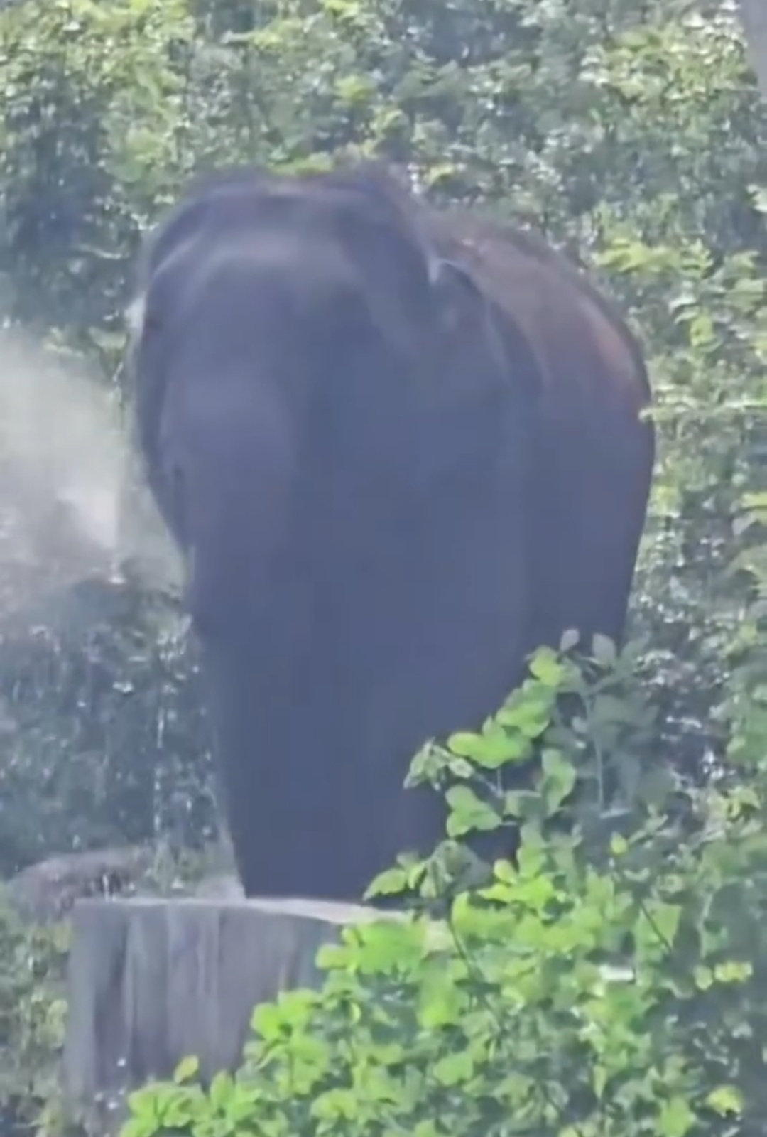 ಸೊಂಡಲು ತೂತಾಗಿ ನೀರು ಕುಡಿಯಲು ಪರದಾಡಿದ ಕಾಡಾನೆ ಮನ ಕಲಕುವ ದೃಶ್ಯ ಸಾಮಾಜಿಕ ಜಾಲತಾಣದಲ್ಲಿ ವಿಡಿಯೋ  ವೈರಲ್….