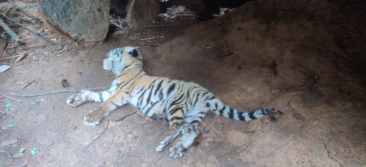 ಹನೂರು : ಎರಡು ಹುಲಿ ಮರಿಗಳ ಸಾವು…!