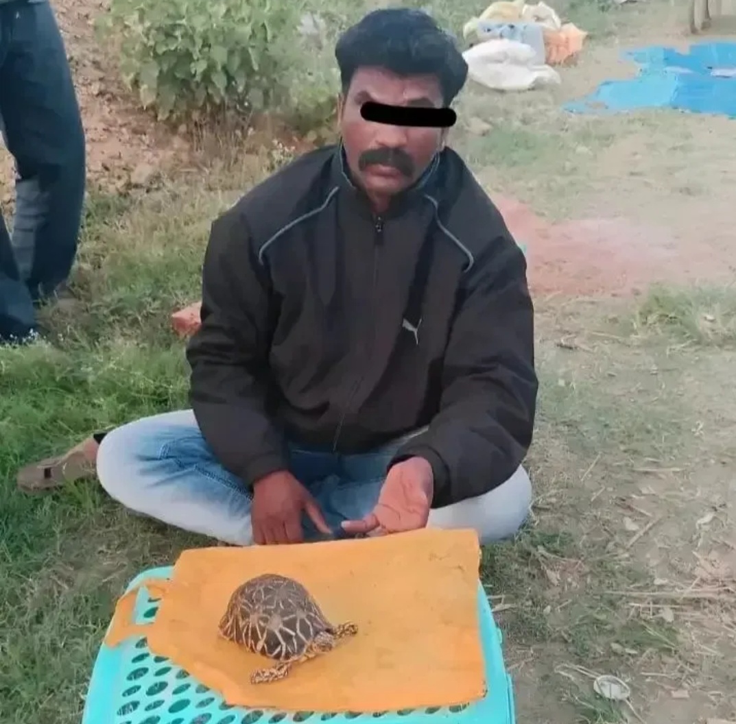 ನಕ್ಷತ್ರ ಆಮೆ ಸಾಗಣೆ ಮಾಡುತ್ತಿದ್ದವನ ಬಂಧನ…!