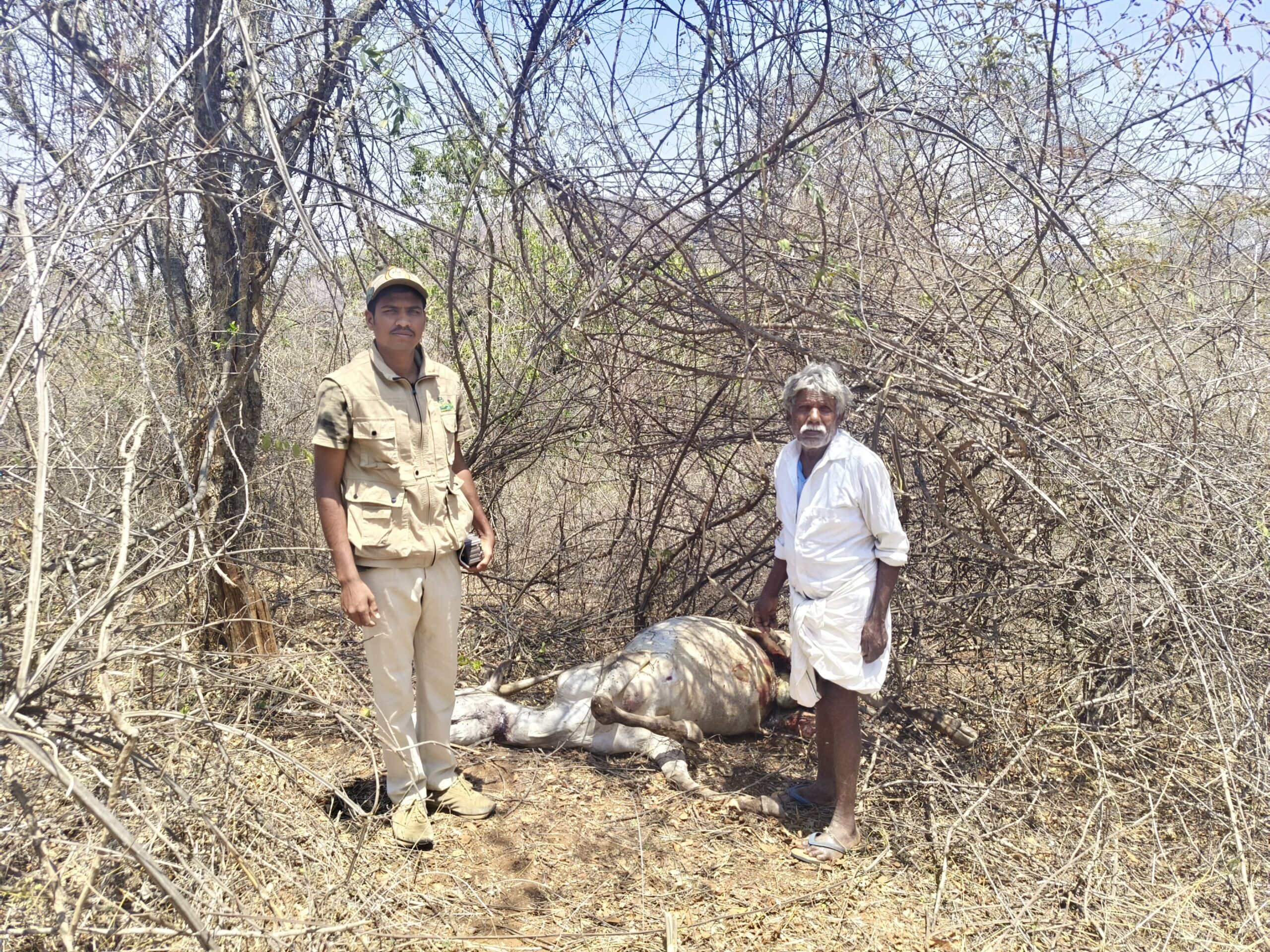 ವನ್ಯ ಪ್ರಾಣಿ ದಾಳಿಗೆ ಸಾಕು ಪ್ರಾಣಿ ಬಲಿ…!